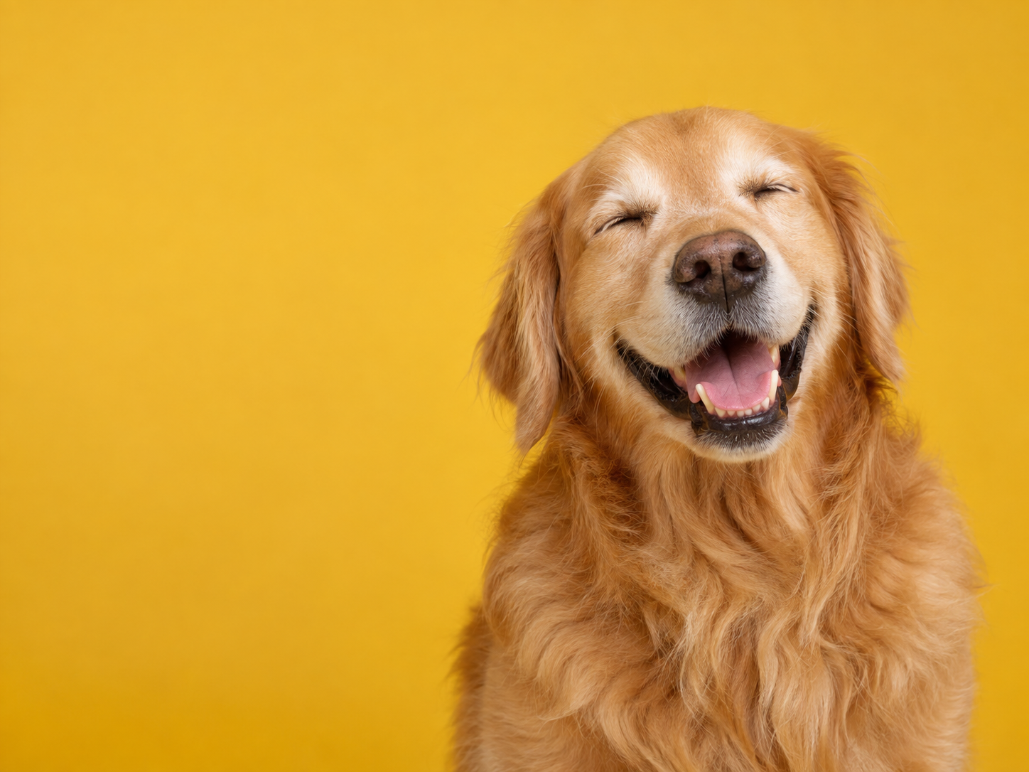 A golden retriever smiling with eyes closed